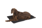 Preview: Doggy Wool Blanket - Black - M Preview: Doggy Wool Blanket - Black - M