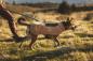 Preview: Ruffwear Timberline Fuse Fleece Weste Driftwood Gr. M