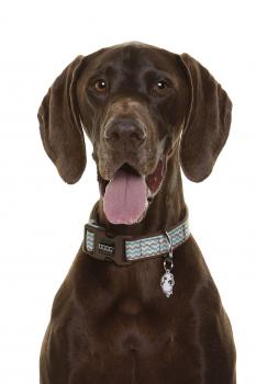 DOOG - Halsband - BENJI - M