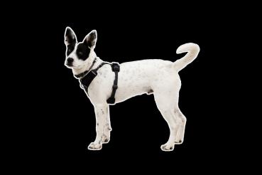 Ruffwear Front Range Flex Harness Basalt Gray Gr. M