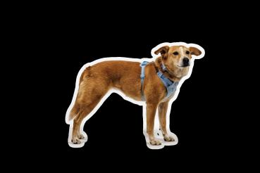 Ruffwear Front Range Flex Harness Polar Blue Gr. XXS