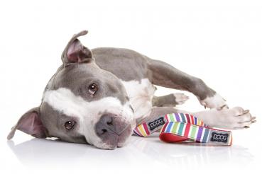 DOOG - Halsband - SCOOBY - XS