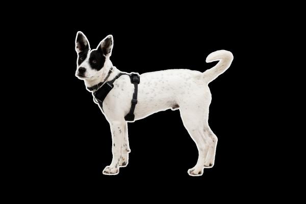 Ruffwear Front Range Flex Harness Basalt Gray Gr. M